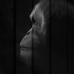 凯撒-原创定制壁画 CG-NDC5040