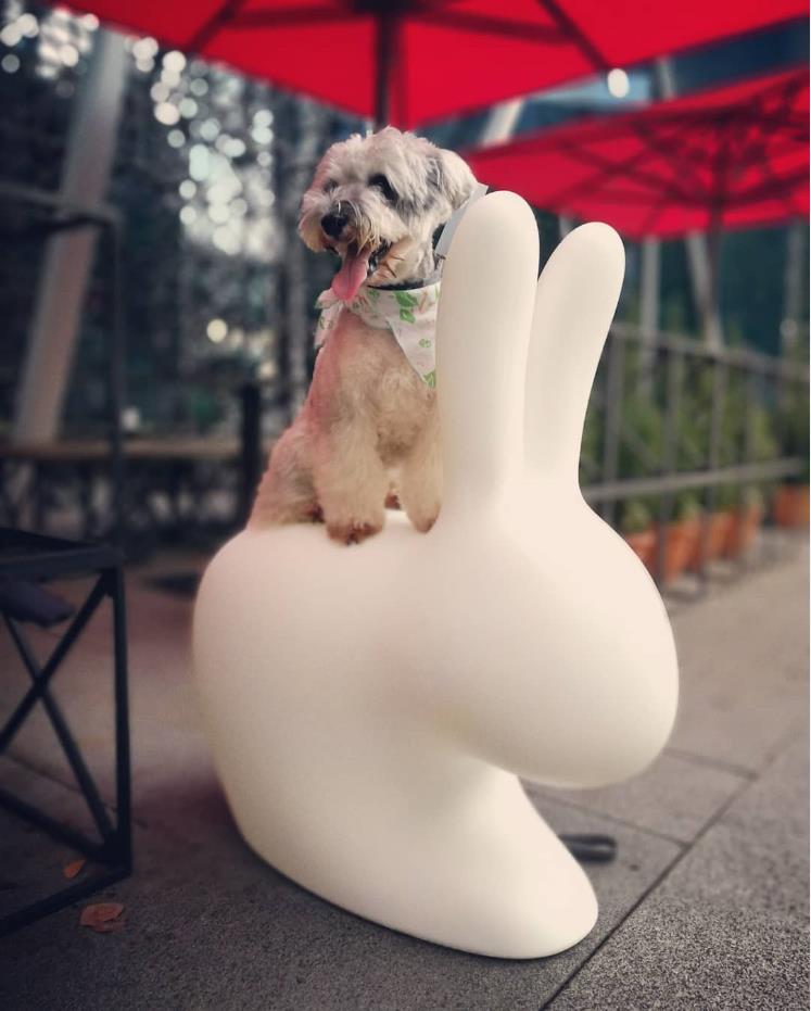 创意安博网页版 - 坐具|吧椅/凳子|办公安博网页版|安博anbo（中国）安博网页版|兔凳