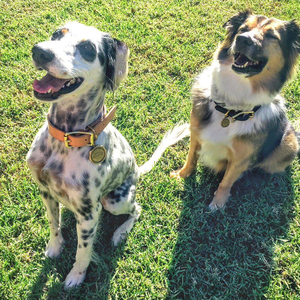 创意安博网页版 - 附件|饰品|办公安博网页版|安博anbo（中国）安博网页版|Liaison狗项圈